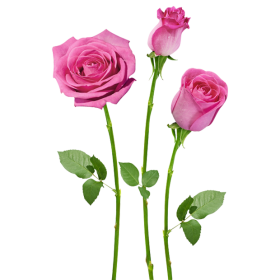 DECORATIVE STICKER - 4HDT01-14 - PINK-LOTUS ROSE FLOWER