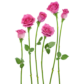 DECORATIVE STICKER - 4HDT01-15 - PINK-LOTUS ROSE FLOWER