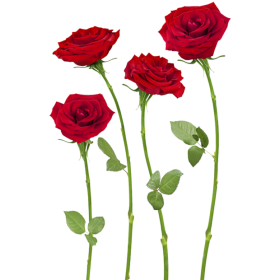 DECORATIVE STICKER - 4HDT01-17 - RED ROSE FLOWER