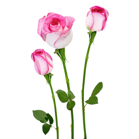 DECORATIVE STICKER - 4HDT01-18 - EDGE PINK-LOTUS ROSE FLOWER