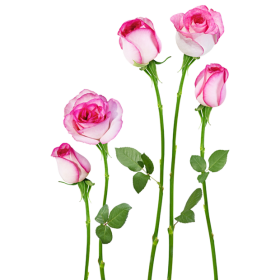 DECORATIVE STICKER - 4HDT01-19 - EDGE PINK-LOTUS ROSE FLOWER