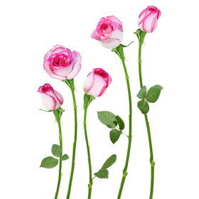 DECORATIVE STICKER - 4HDT01-20 - EDGE PINK-LOTUS ROSE FLOWER