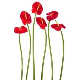 DECORATIVE STICKER - 4HDT01-21 - RED FLAMINGO FLOWER